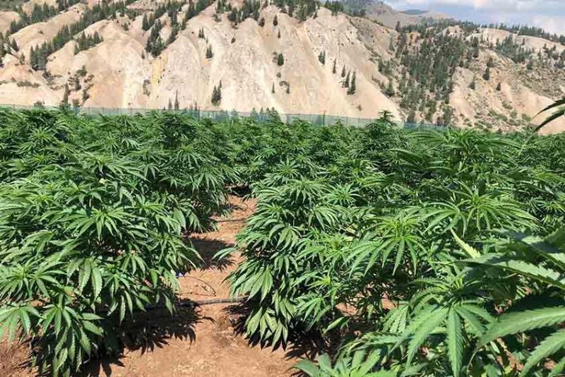 Cannabis Production In Rwanda Approved