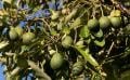File image of the hass avocado fruits. |Photo| Courtesy|