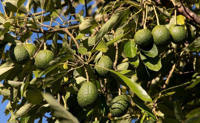 File image of the hass avocado fruits. |Photo| Courtesy|