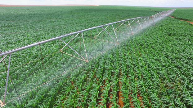 Maize at the Galana/Kulalu irrigation scheme. |Photo| Courtesy|