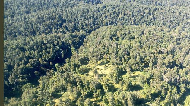 Mt Kenya Forest