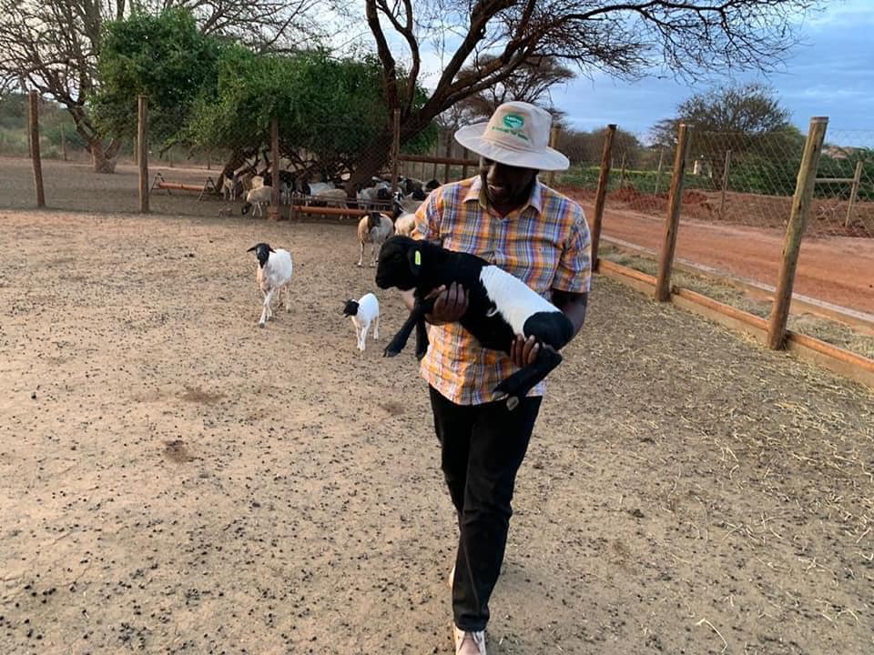 Deputy President William Ruto carries a lamb at his Taita Taveta ranch. |Photo| Courtesy|