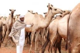 Inside Aden Duale's Multi-Million Beef Feedlot & Camel Farms