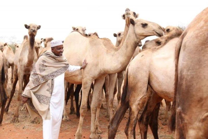 Inside Aden Duale's Multi-Million Beef Feedlot & Camel Farms