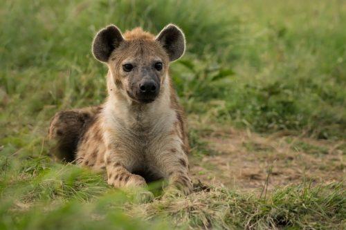 Hyena 