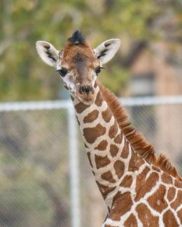 File image of Njeri the giraffe. |Courtesy| Twitter|
