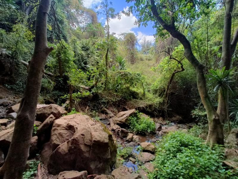 Paradise Lost in Kiamby County, shot on Oppo Reno 6 5G. 