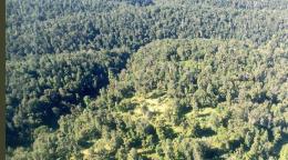 Mt. Kenya forest (Courtesy) 