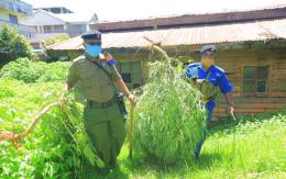 File image of police officers uprooting cannabis. |Photo| Courtesy|