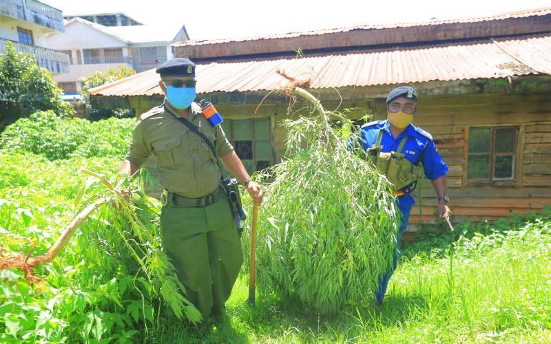 File image of police officers uprooting cannabis. |Photo| Courtesy|