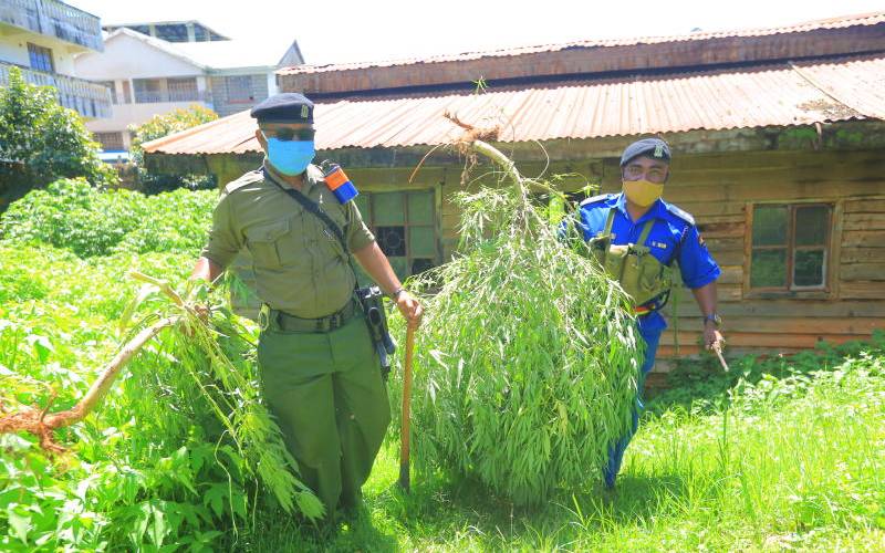 File image of police officers uprooting cannabis. |Photo| Courtesy|