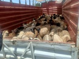 File image of the stolen livestock. |Photo| Courtesy|