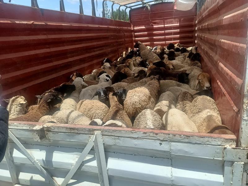 File image of the stolen livestock. |Photo| Courtesy|
