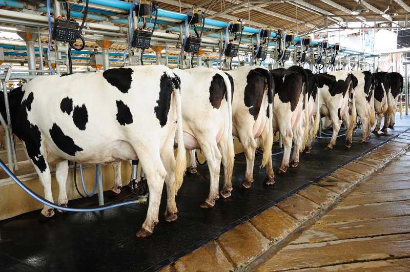 File image of dairy cows on a farm. |Courtesy| Facebook|