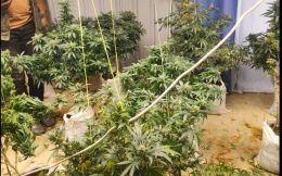 Bhang worth Sh1m found planted in Eldoret house. 