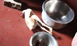 The suspect was found at a renowned witch doctor’s house in Gachie, Kiambu County. 