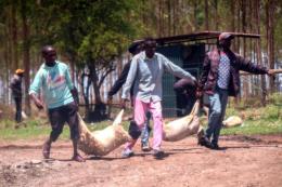 A group of invaders at Northlands City Farm looting Sheep on March 27, 2023.