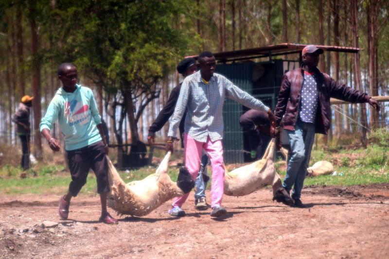 A group of invaders at Northlands City Farm looting Sheep on March 27, 2023.