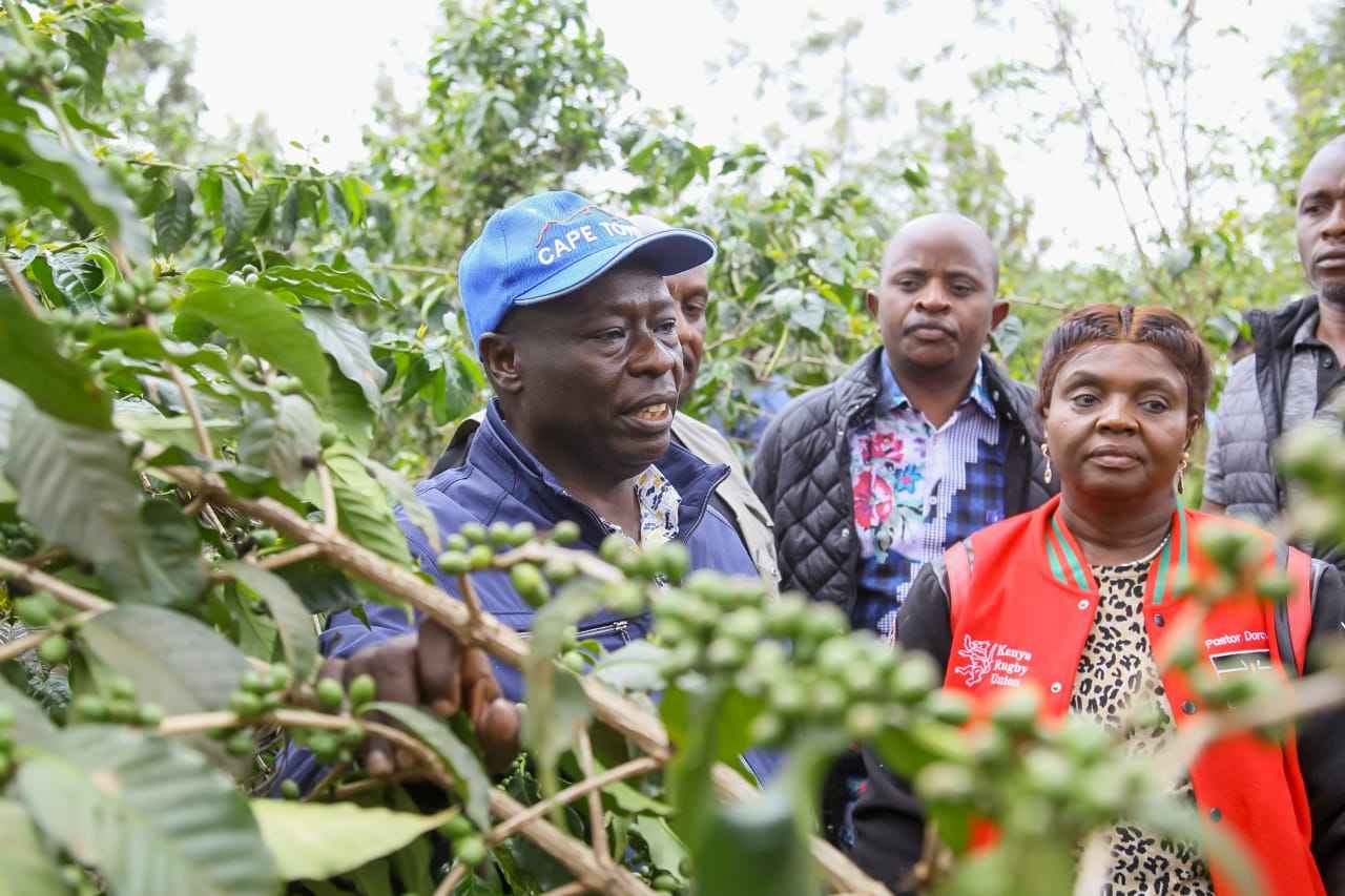 Deputy President Rigathi Gachagua and his wife Dorcas in one of the coffee farms in Mathira, Nyeri County.