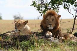 File image of a lion and a lioness.