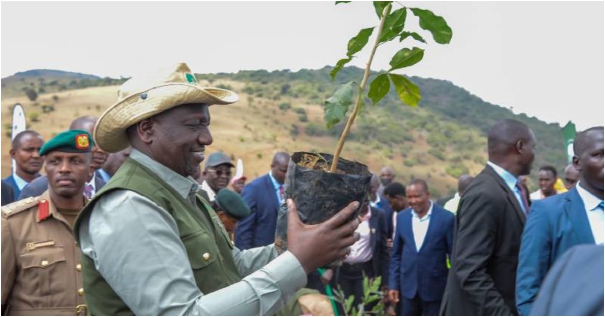 President William Ruto at a past tree-planting event