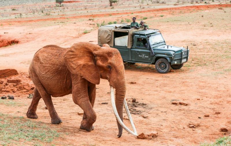 File image of an elephant at the Tsavo National Park.