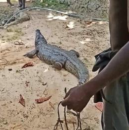Crocodile captured by KWS officers on Friday, December 29, 2023. Photo/KWS.