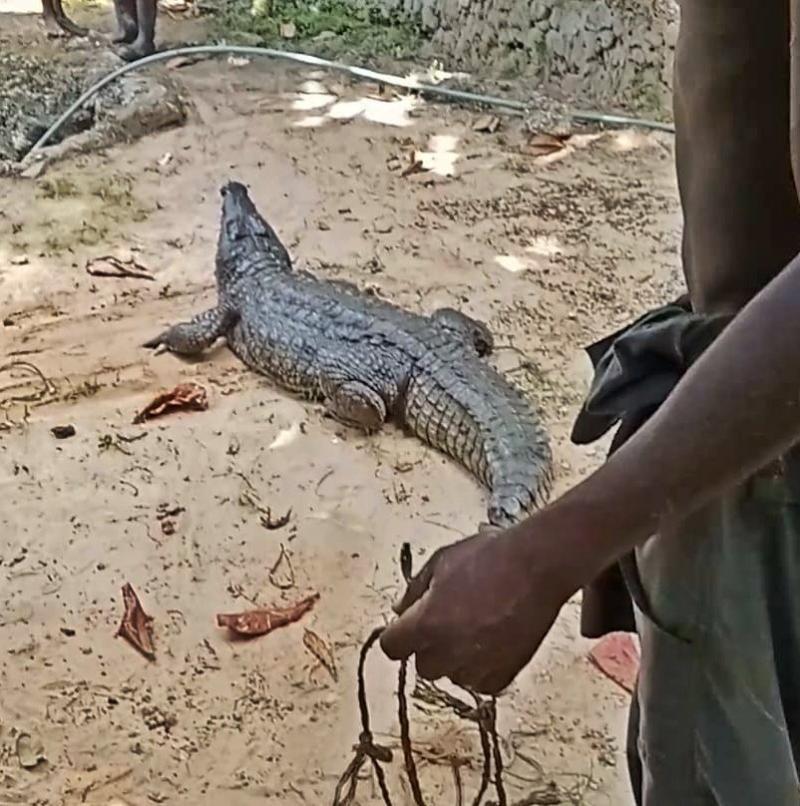 Crocodile captured by KWS officers on Friday, December 29, 2023. Photo/KWS.