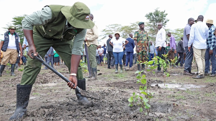 File image of President William Ruto planting trees.