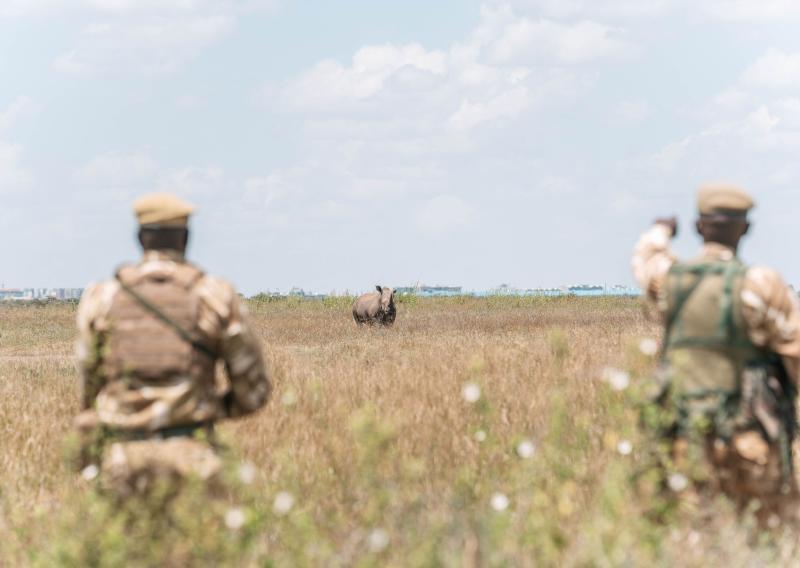 File image of a Rhino.
