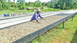 File image of coffee farmers in Kirinyaga