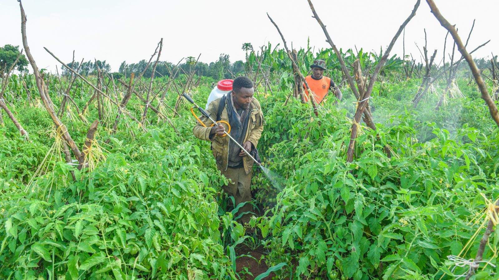 File image of workers at a farm in Kirinyaga County