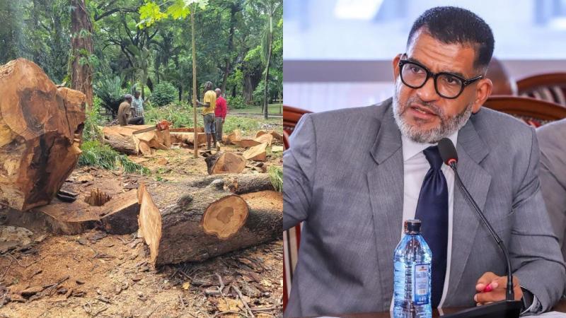 File image of cut trees at Uhuru Gardens and Governor Abdulswamad Nassir