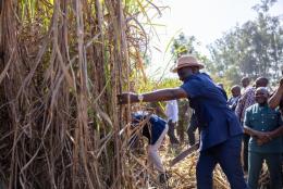 File image of President William Ruto cutting sugarcane.