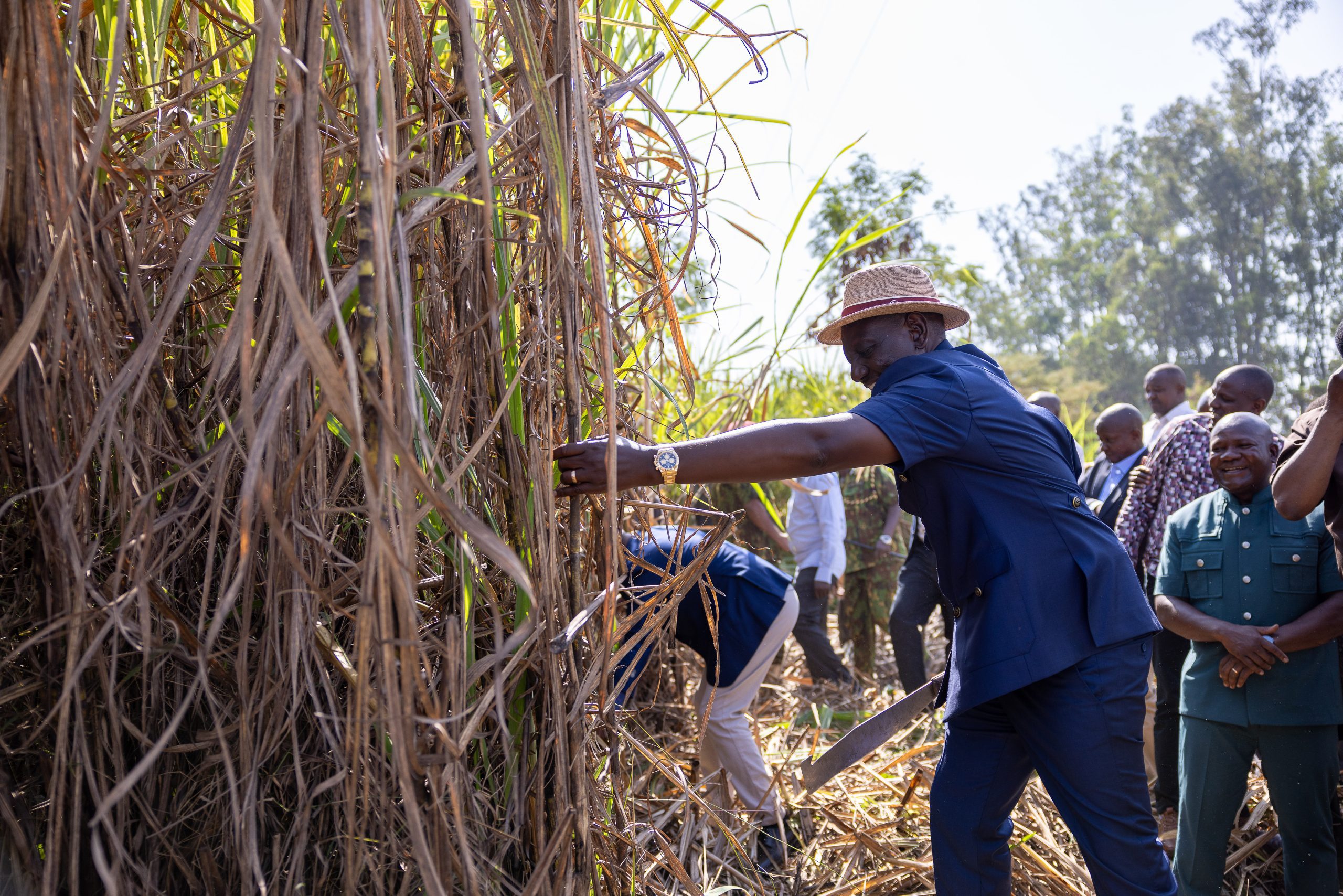 File image of President William Ruto cutting sugarcane.