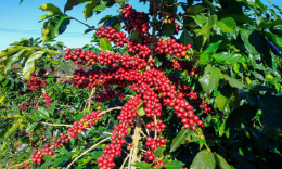 Coffee farm