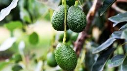 File image of avocados