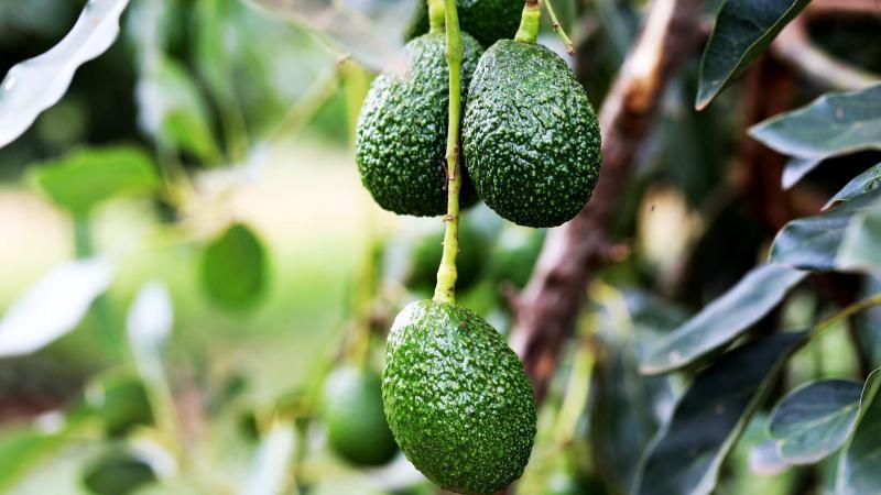 File image of avocados