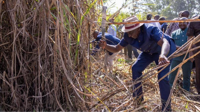 File image of President William Ruto cutting sugarcane