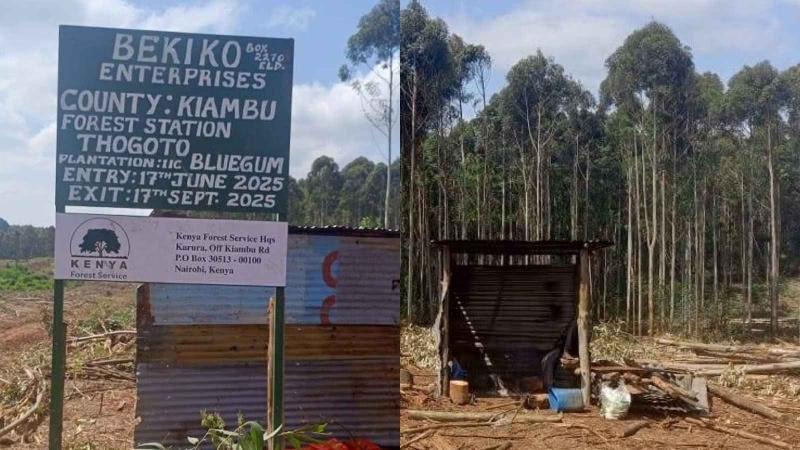 File image of tree harvesting activities at Thogoto Forest
