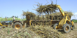 Sugarcane farming