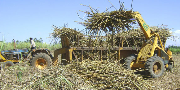 Sugarcane farming