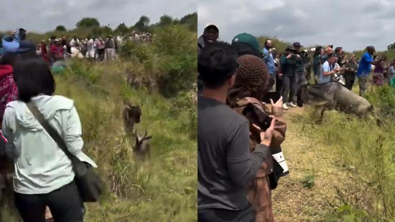 File image of tourists obstructing wildebeests at Maasai Mara