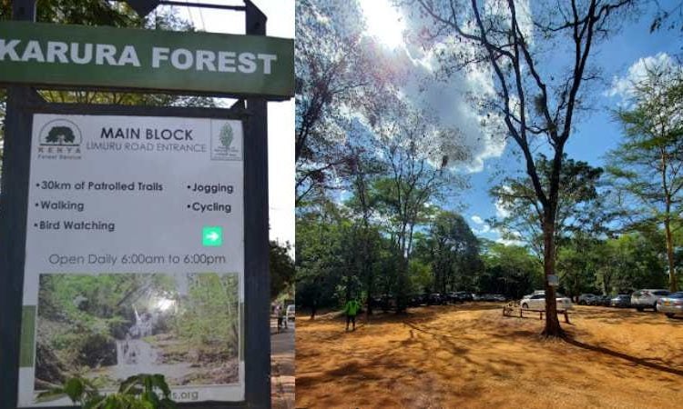 File image of the Karura Forest.