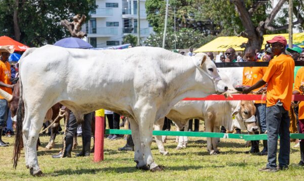 Chianina bull