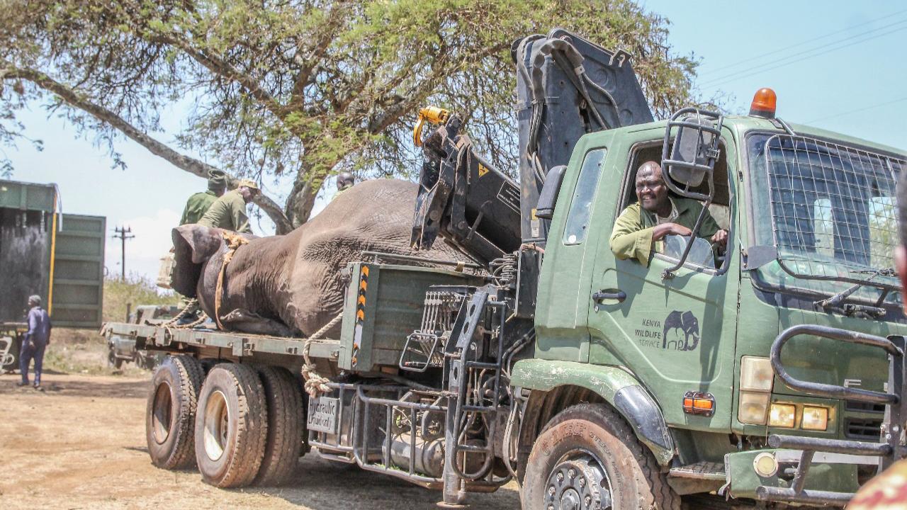 File image of Kenya Wildlife Service (KWS) officers moving the elephant
