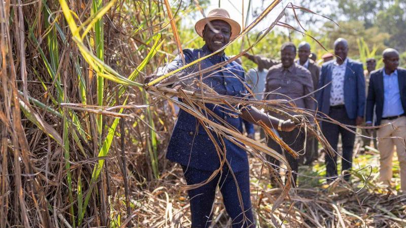 File image of President William Ruto in a sugar farm.
