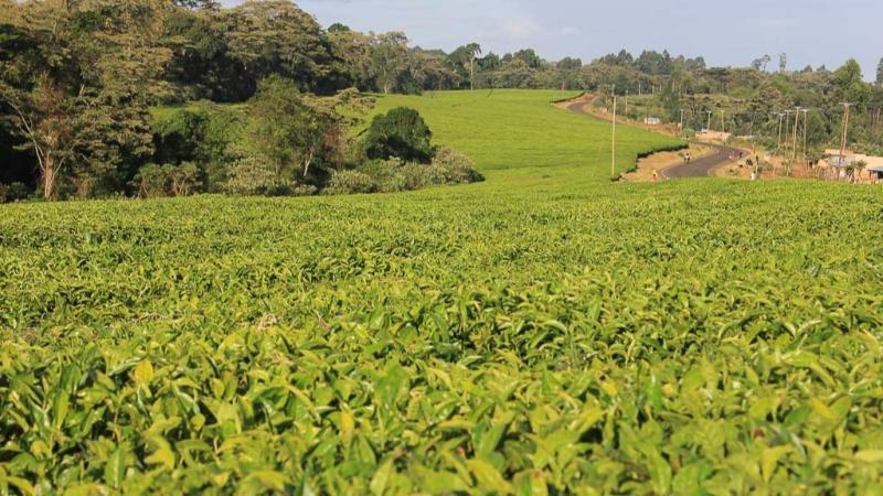 File image of a tea plantation