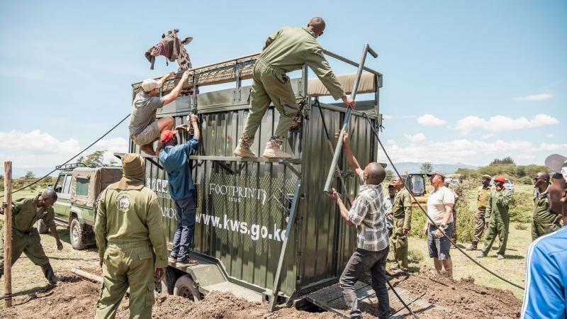 File image of KWS personnel relocating a giraffe