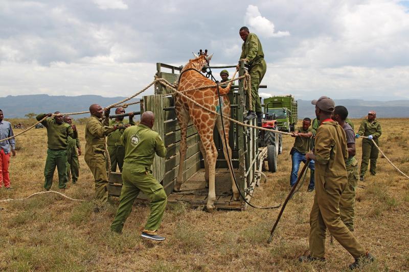 File image of KWS personell moving Rothschild giraffes.